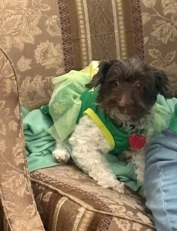 Small dog in St Patty costume